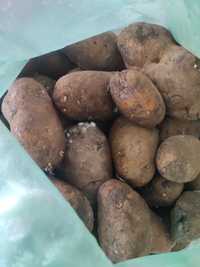 Cartofi pentru animale 1leu/kg