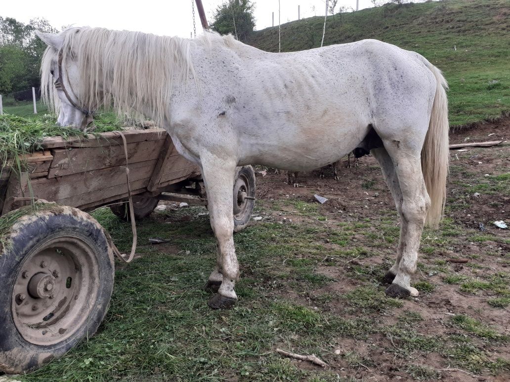 De vanzare armasar de 8 ani garantat de ham