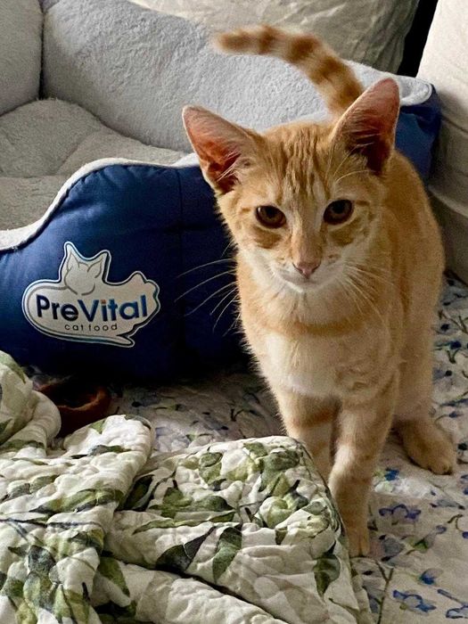 Adoptie pui motan 5 luni, deparazitat, vaccinat