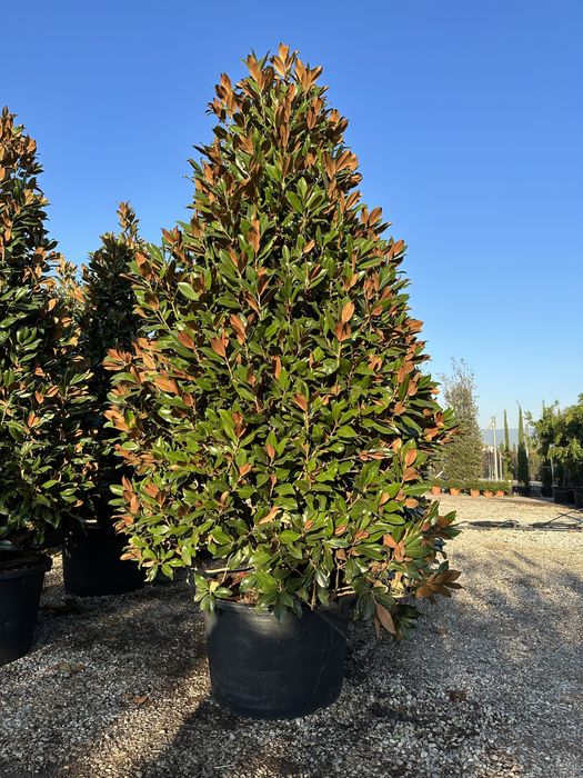 Plante ornametale pentru spati verzi