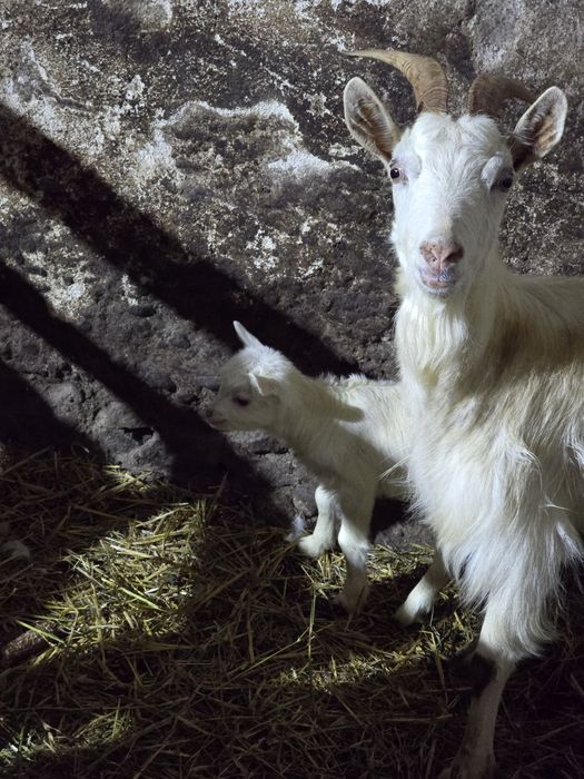 De vănzare capră 500 lei și capre cu un iez700 capră  cu doi iezi 900