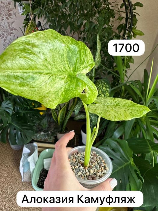 Комнатные растения