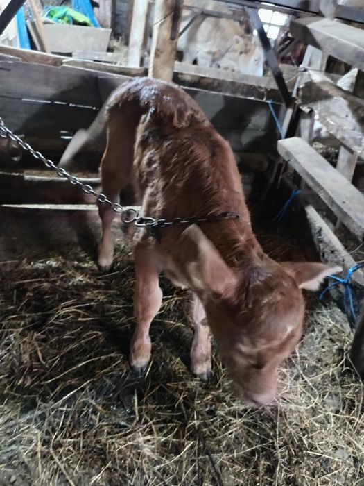 Vând 2 vaci una cu vițel și una gestantă