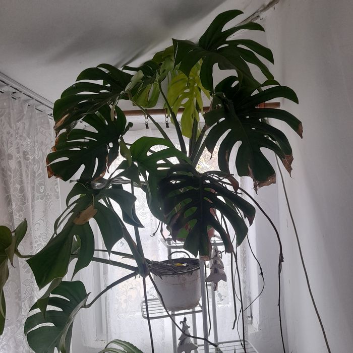 Flori , păsări, plante și animale pregătite pentru o casă nouă