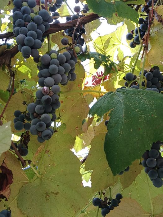 Vind struguri pentru vin.