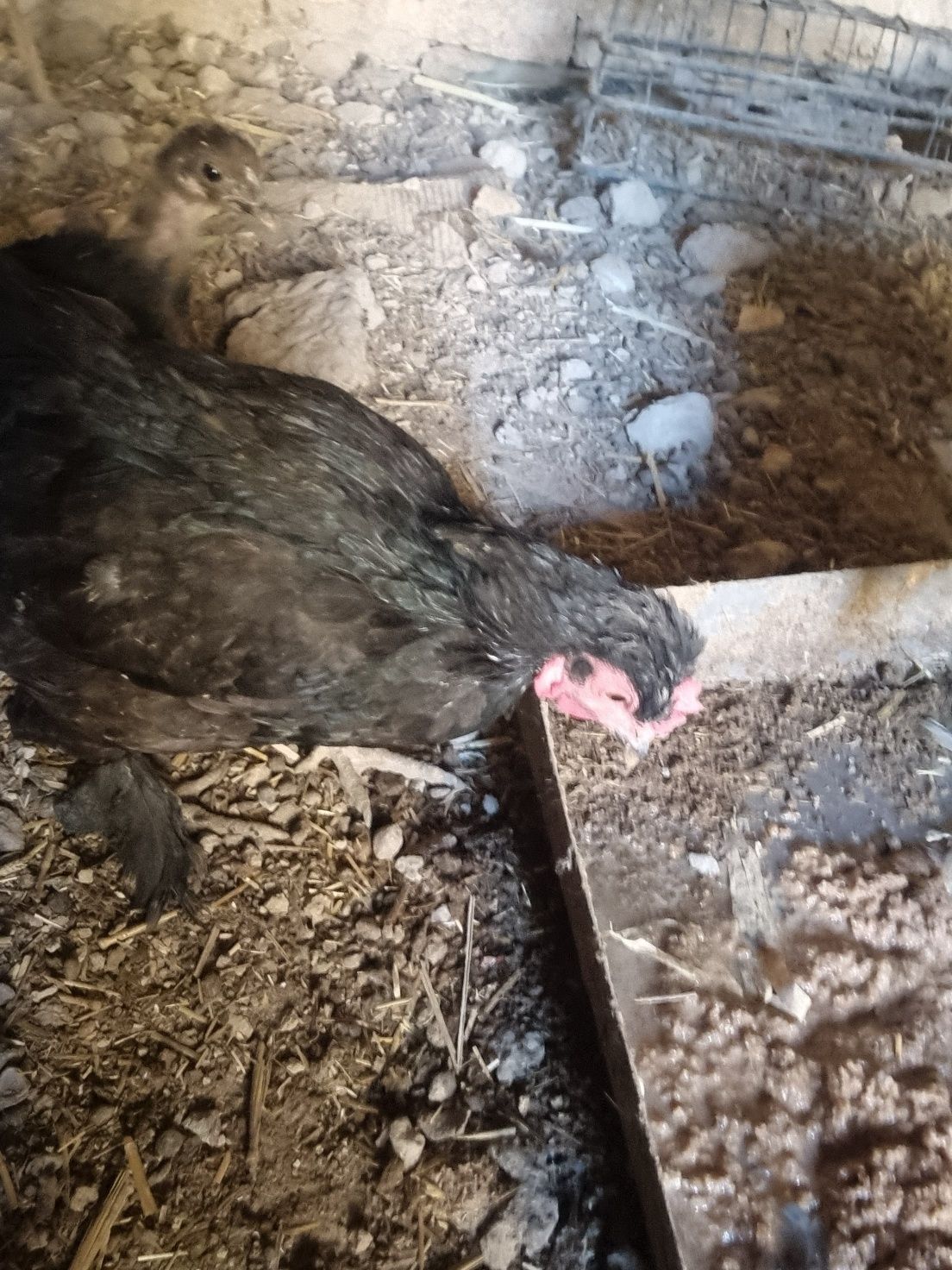 Yapon tovuq xoʻroz sotiladi