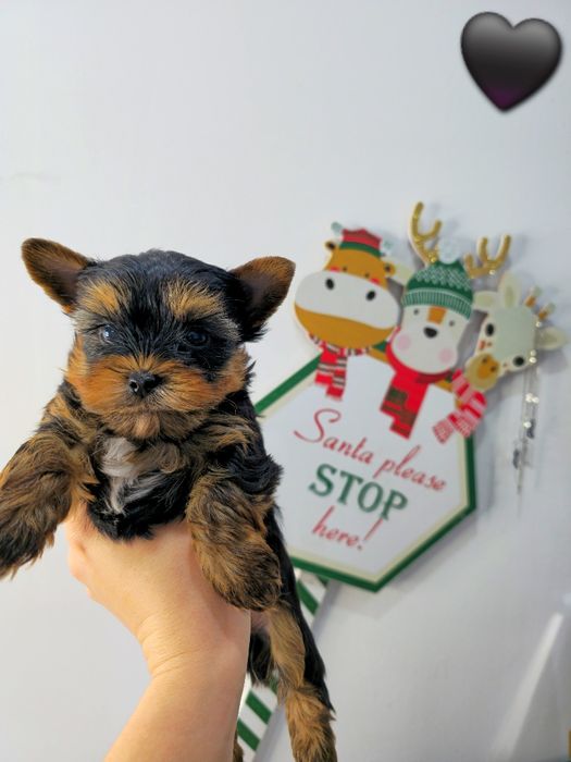 Йоркширски териер