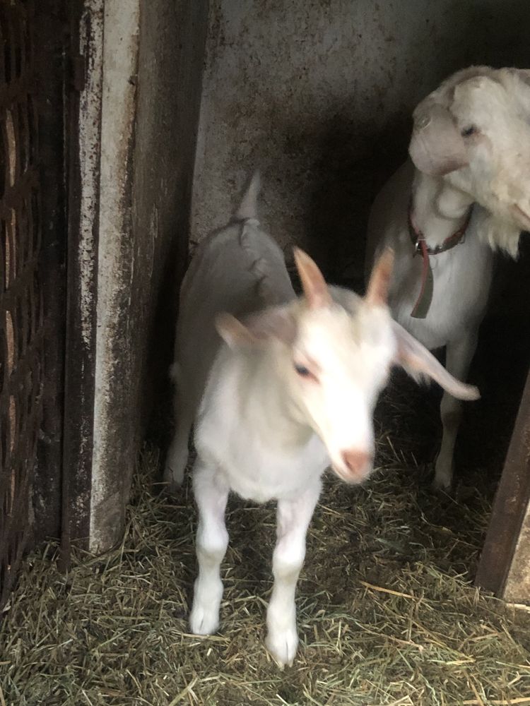 Vând țap Sannen.