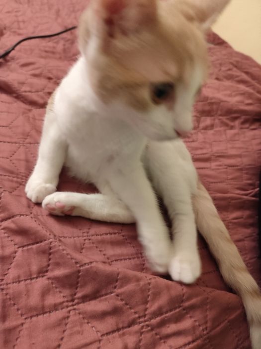 Подарявам мъжко коте на 4 месеца