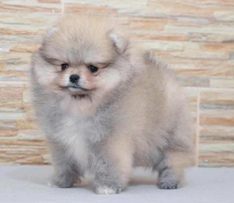 Fetita pomeranian mini/toy!