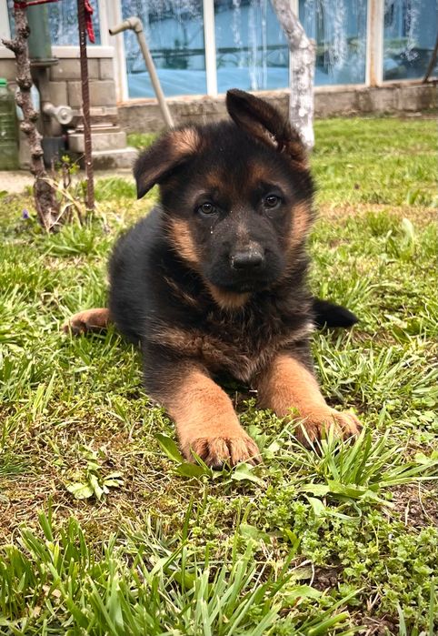 Немска овчарка женска