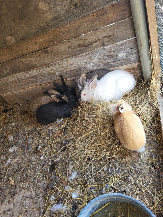 Vând puii de iepure