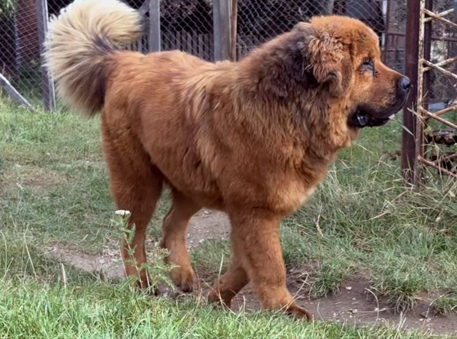 Mastiff Tibetan, femelă – 10 luni