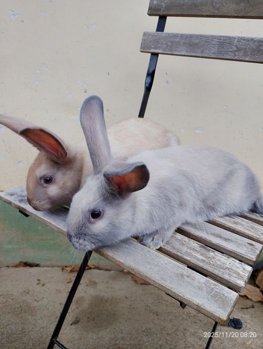 Vând Iepuri secuiesc