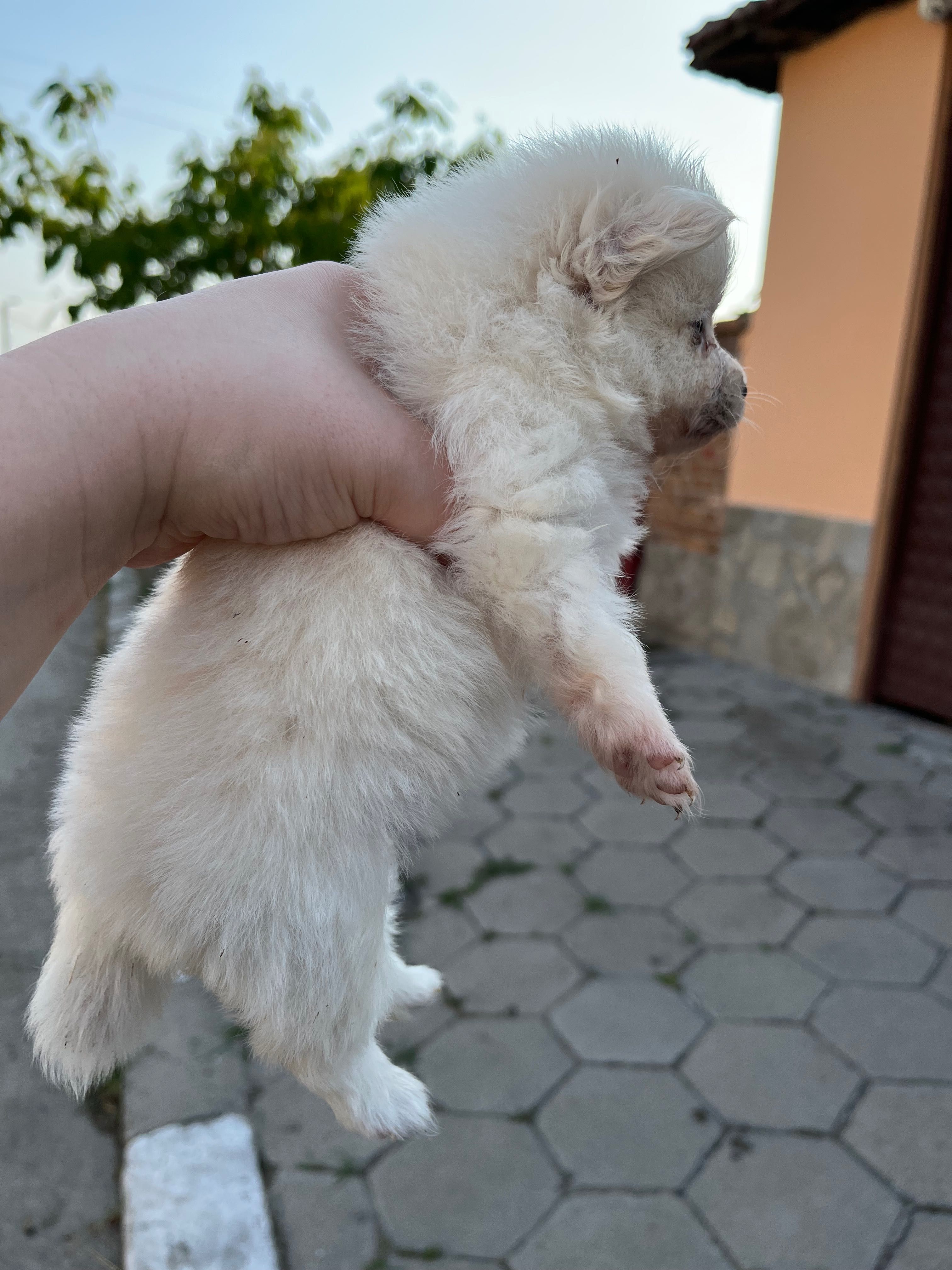 Мини шпиц померани