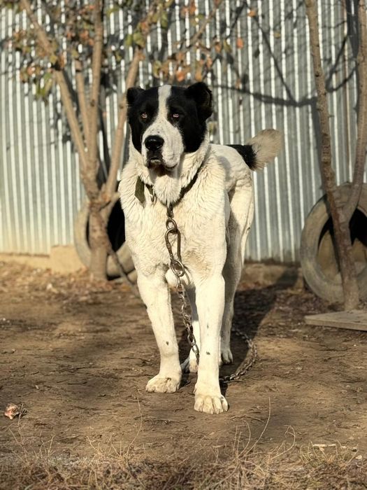 Продам мощного алабая