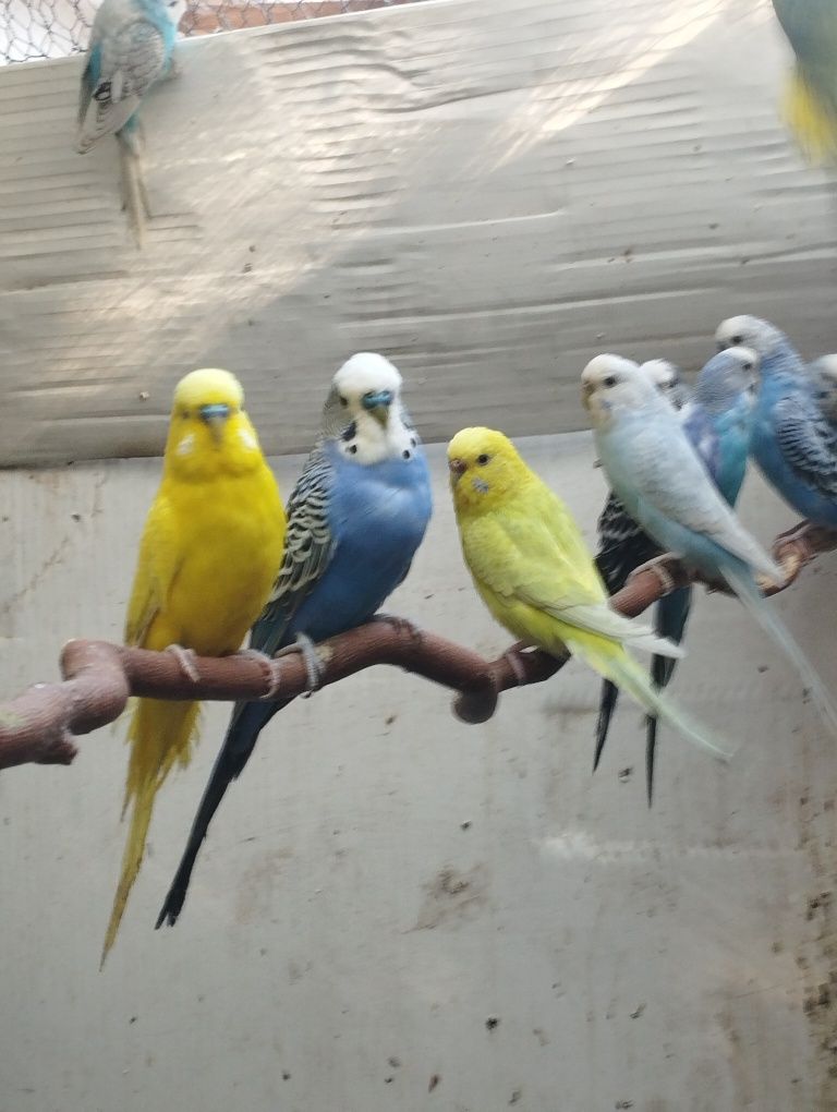 Papagali peruși de vânzare