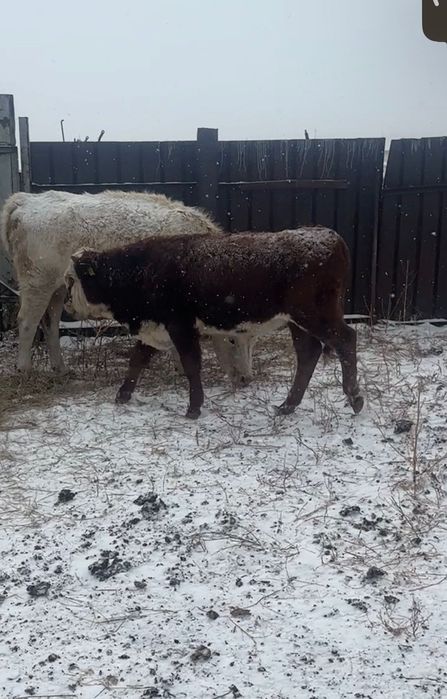 9 подсосных бычков