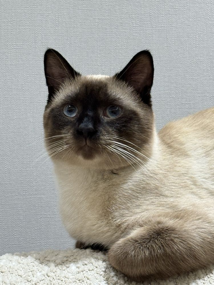 Сиамский кот для вязки