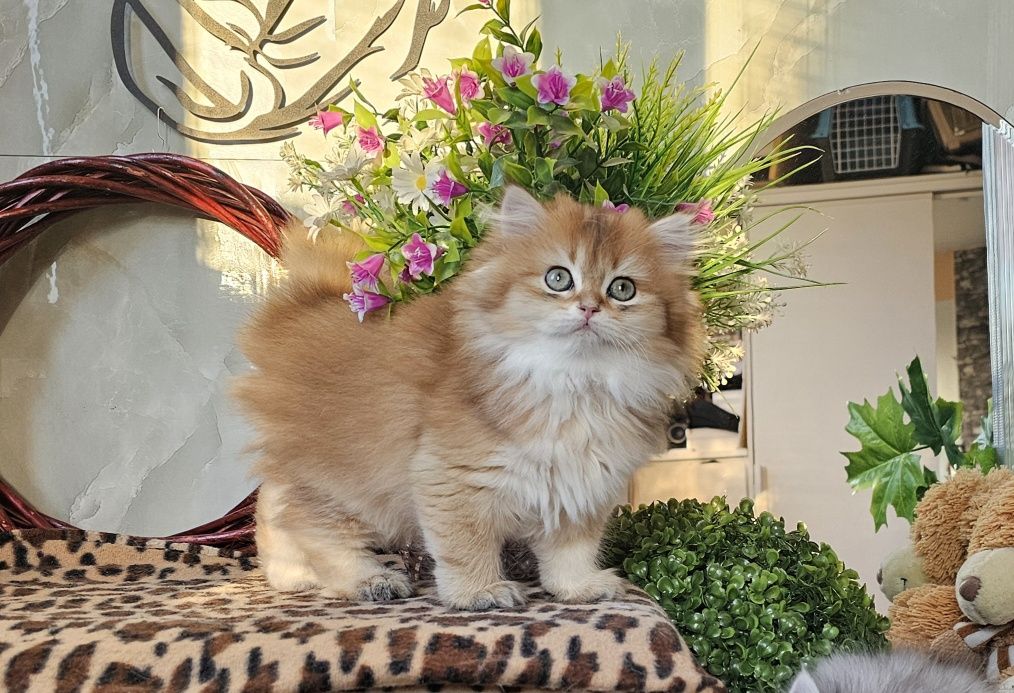 Британски дългокосмести котенца