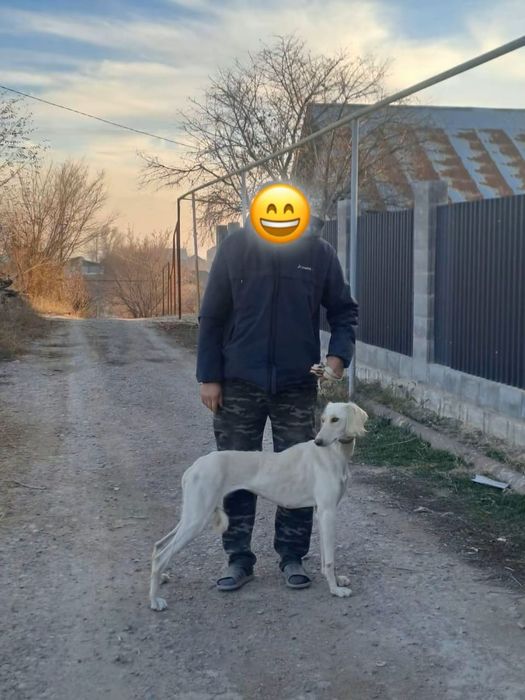 1жасар ургашы тазы