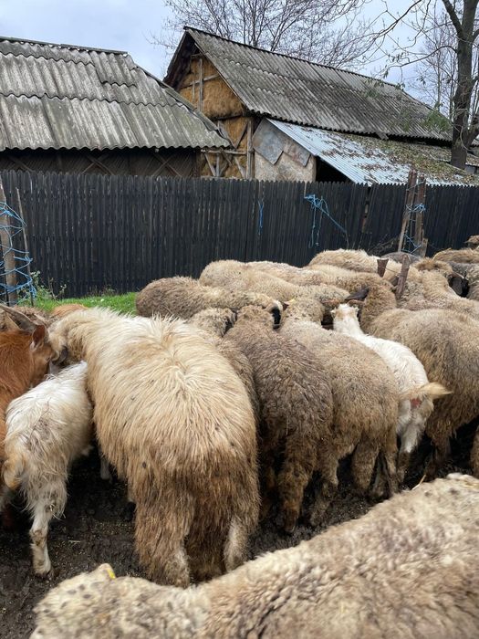 De vânzare oi și capre !