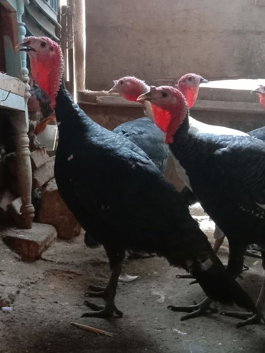 Продам Израильский индюков порода хорошая вес от 8 кг до 10  гигант