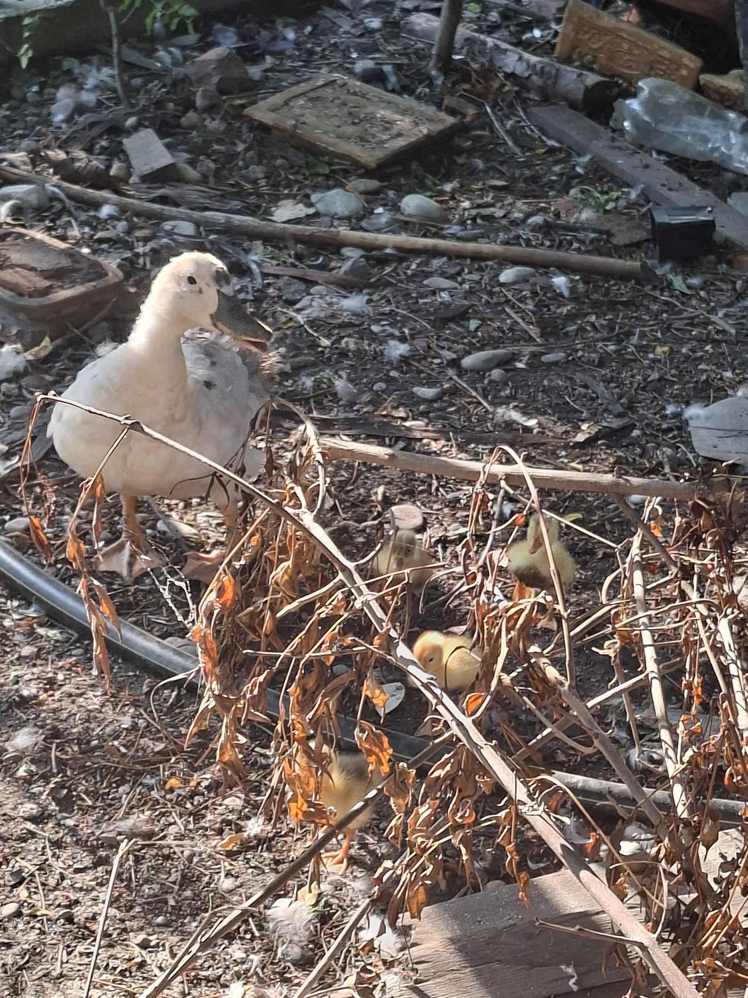 Rata românească cu boboci (pekin)