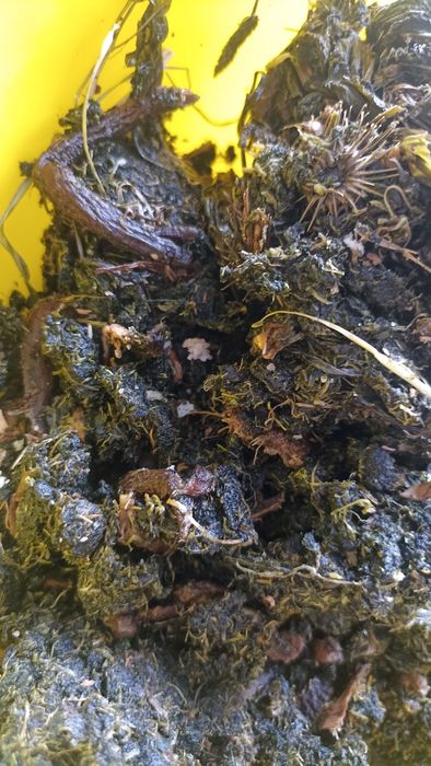 Масло репейное (домашнее)