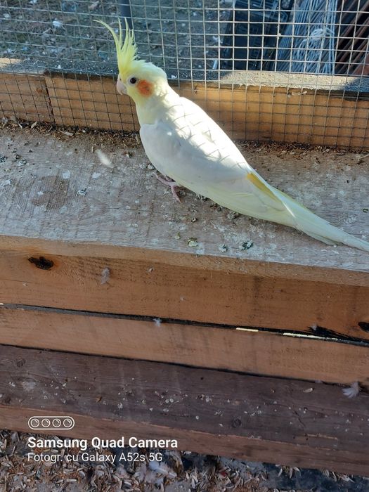 Canari si nimfe de dat