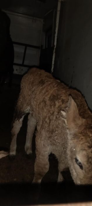 Vând 3 tăurași și o vită