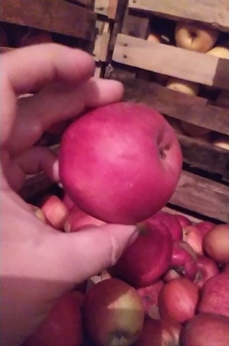 Продам яблоки сорт Американка и Золотое