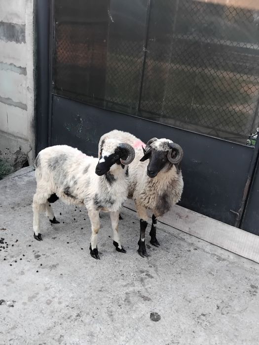 Berbecuti de vanzare