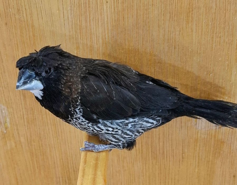 Canari și pescăruși