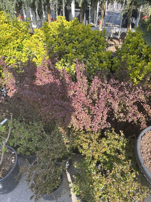 Садовник, обрезка деревьев, уход за садом. Посадка декоративных растен