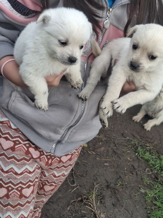 Cățeluși mici de 2 luni