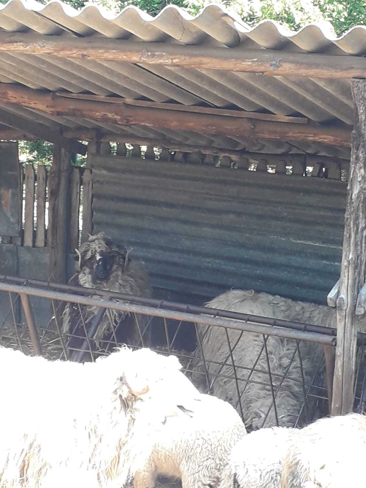 Noatini pentru pastrama