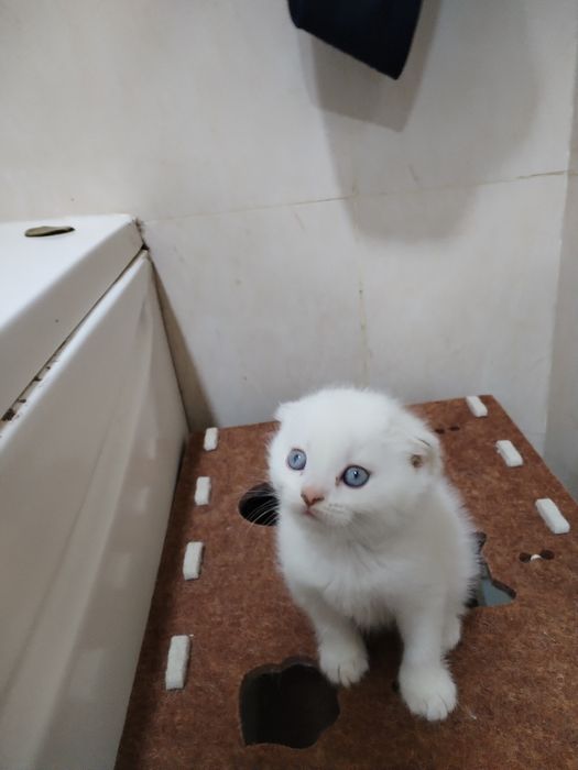 Фолды и Страйт шиншиллы