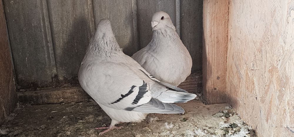 De vânzare porumbei standard sidefat.