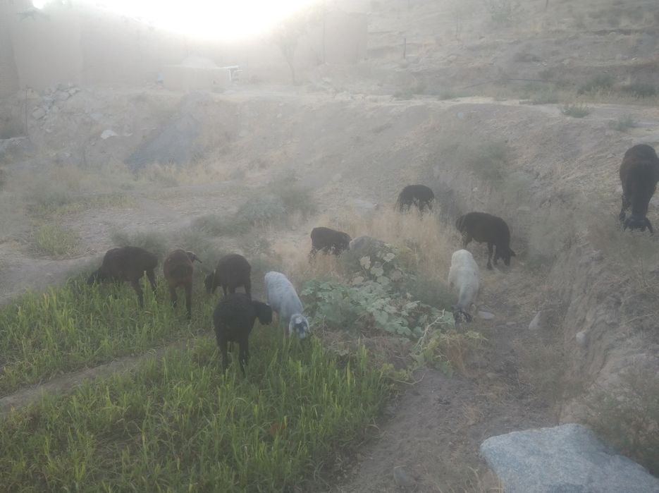 Quzilar sotiladi narxi telda