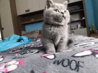 Vand British shorthair