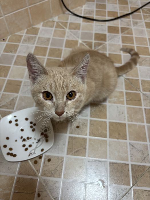 Котенок ищет дом