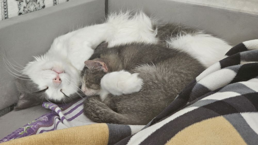 Отдам котят в хорошие руки
