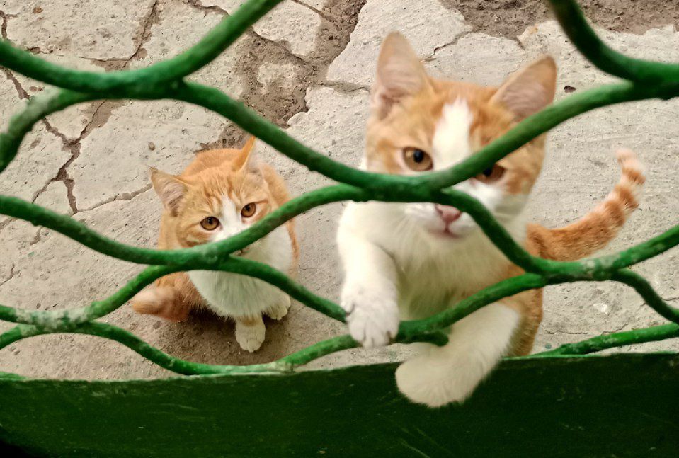Котята,3мес.мальчики-рыжие