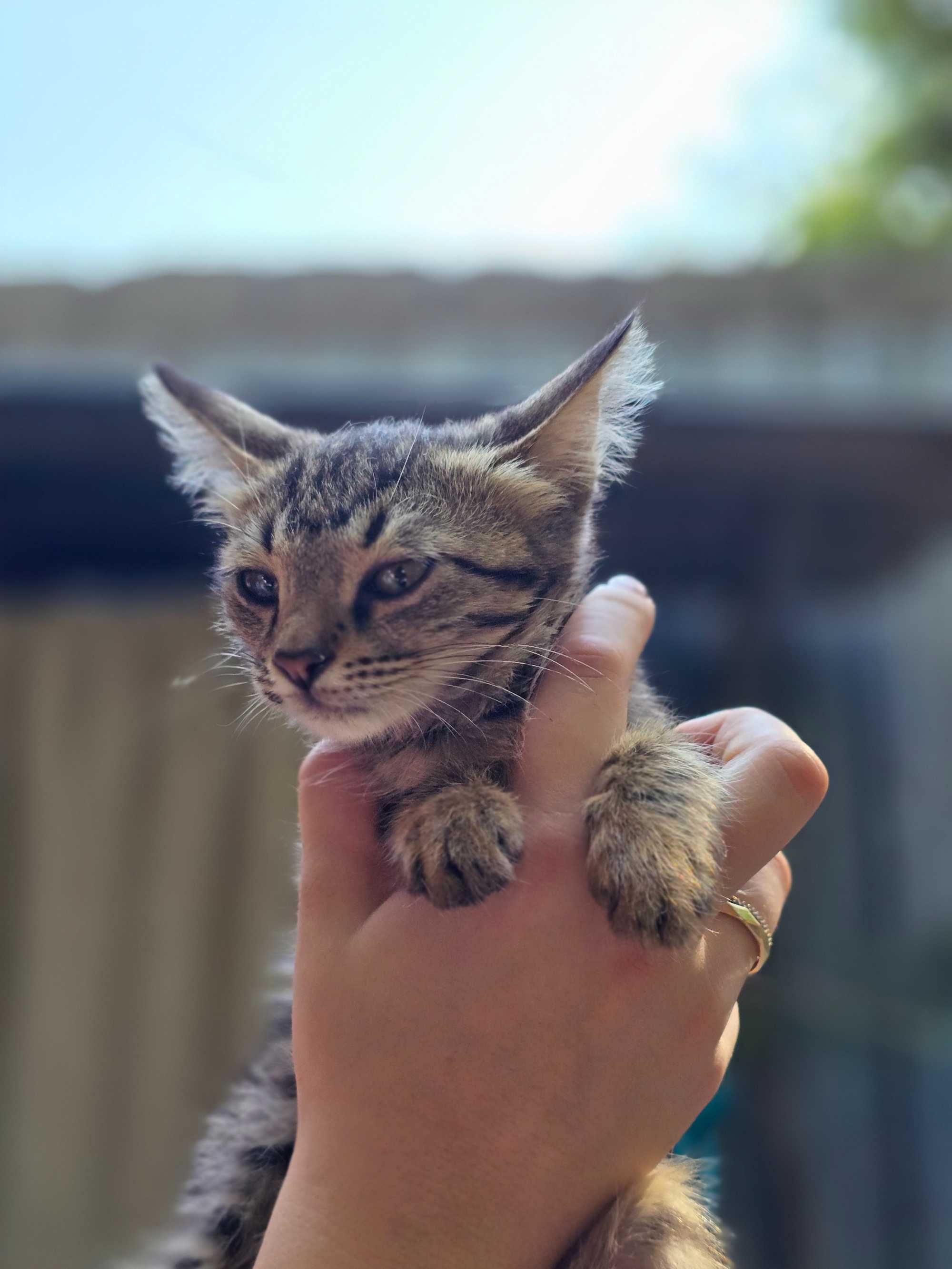 Котёнок, девочка, 2-3 месяца