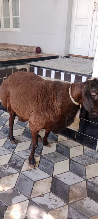 Zotli xisori qochqorlar sotiladi tirik vazni 135 kilo