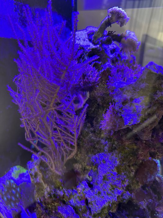 Acvariu marin complet cu corali Red Sea Max Nano Peninsula G2