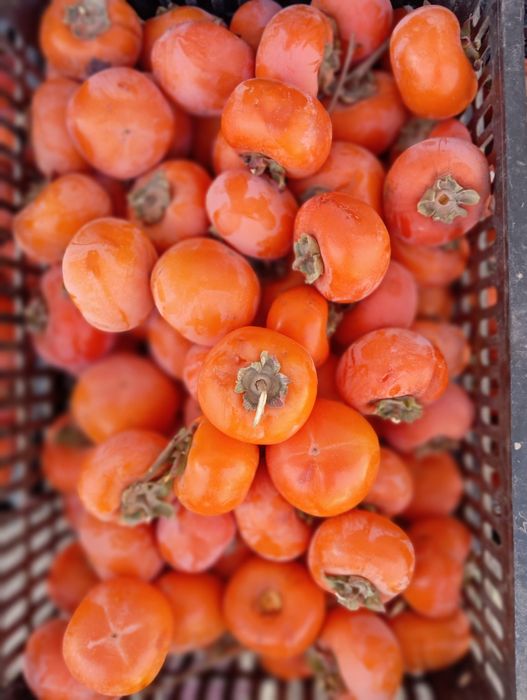 Хурмо оптом сотилади