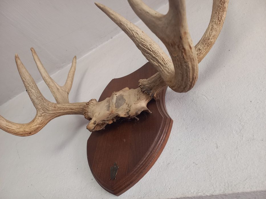 Рога горного козла.