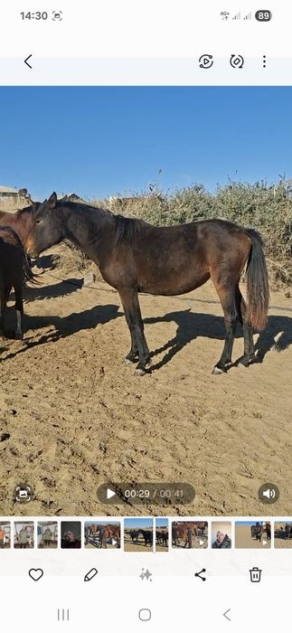 Тай сатылады еркек тайлар жылқы соғым